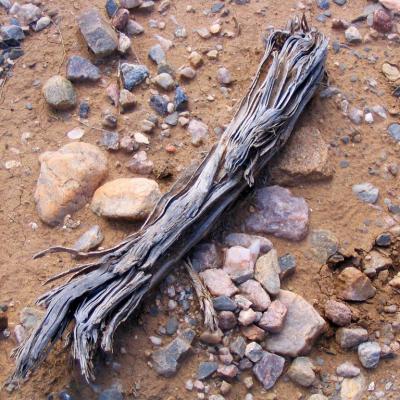New Mexico Desert Driftwood