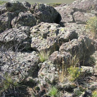 New Mexico Pourous Pumice Volcanic Lichen