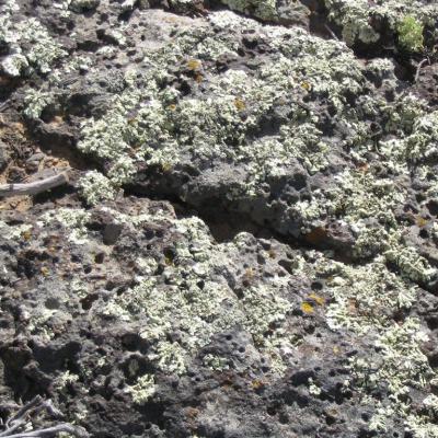 New Mexico Pourous Volcanic Lichen